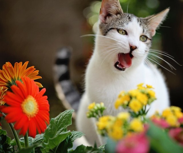 Cats_Sniffing_Flowers_16