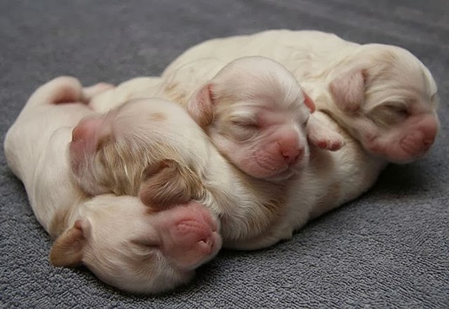 cute_animals_sleeping_pillows_16_1